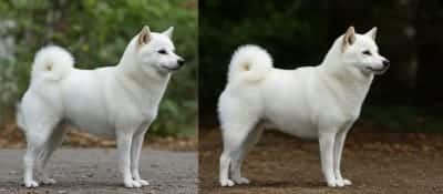Are White Shiba Inus Rare? Understanding Shiba Inu Color Genetics