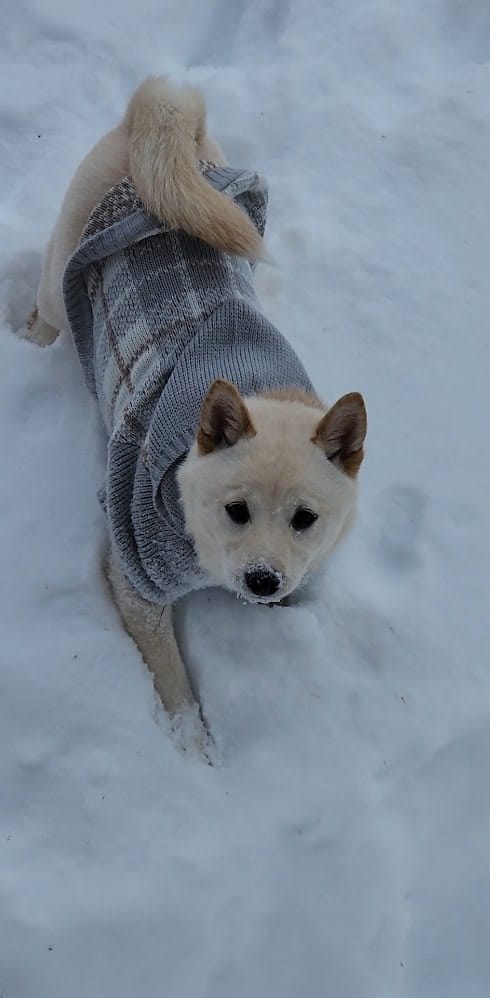 Cream Shiba Inu Puppy in a gray sweater, looking up at the camera with an adorable expression, surrounded by undisturbed snow how to care for a Shiba Inu puppy in winter