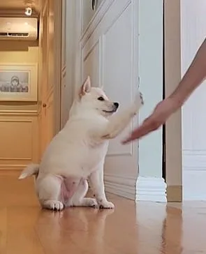 Cream Shiba Inu Puppy raising its paw to touch the owner’s hand