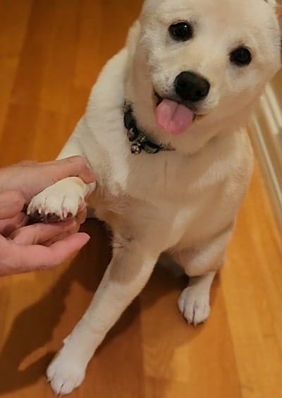 Cream Shiba Inu Puppy raising one paw as the owner holds it paw balm applied how to care for a Shiba Inu puppy in winter