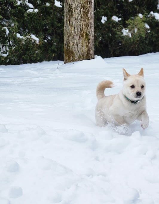 Cream Shiba Inu Puppy running through snow, kicking up snow with its legs, with a joyful