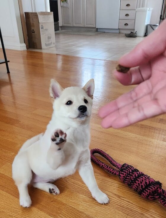 Cream Shiba Inu Puppy sitting raising one paw for a treat being held by the owner The puppy looks focused and eager