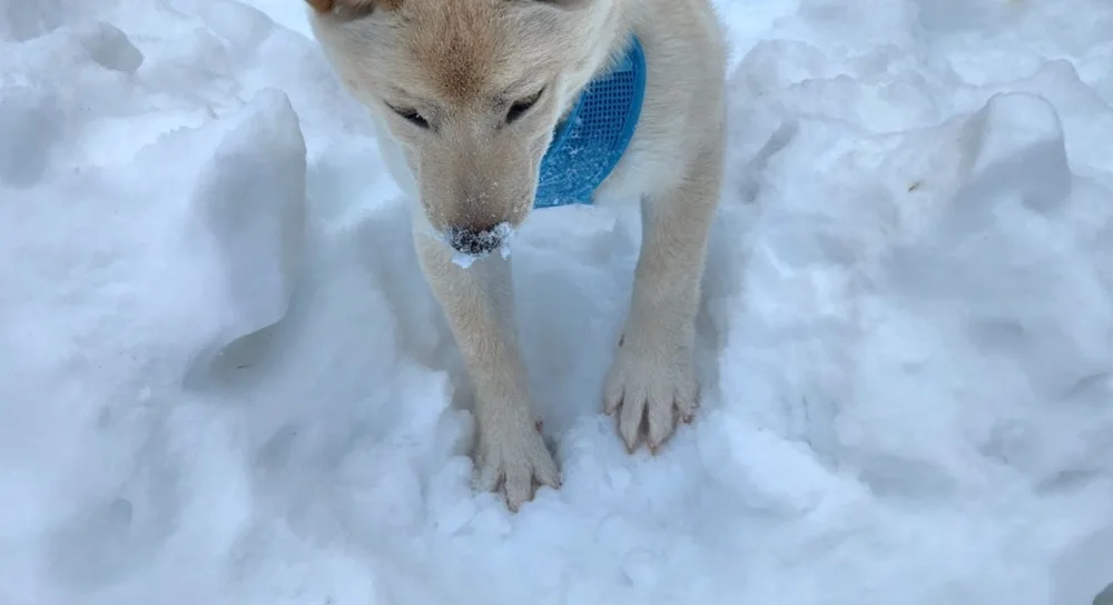 shiba inu puppy paw protection, Cream Shiba Inu Puppy standing in the snow, paws and nose dusted with snow