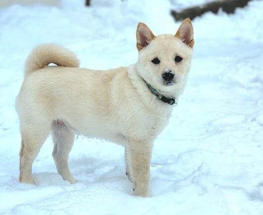 Cream Shiba Inu standing on snow