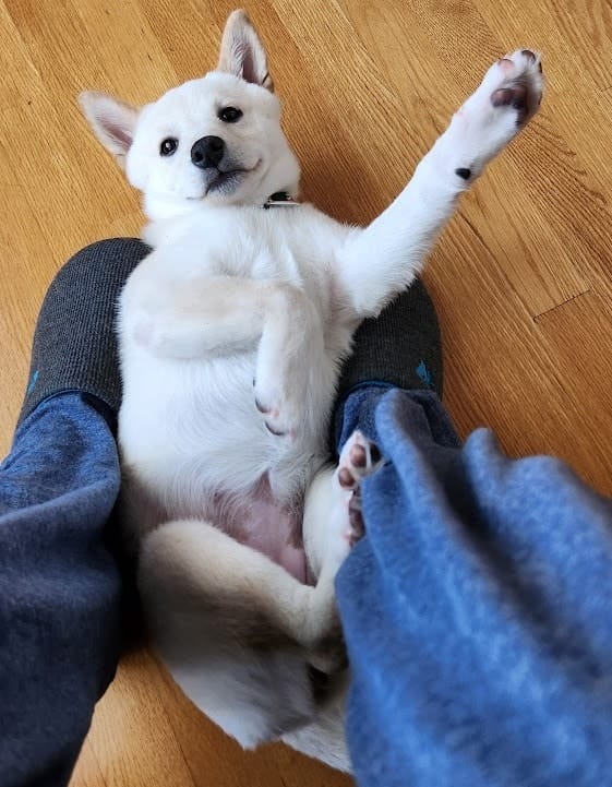 White Shiba Inu dog puppy emi