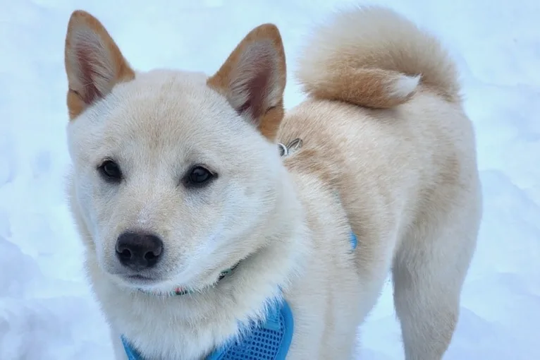 My white shiba inu puppy white or cream