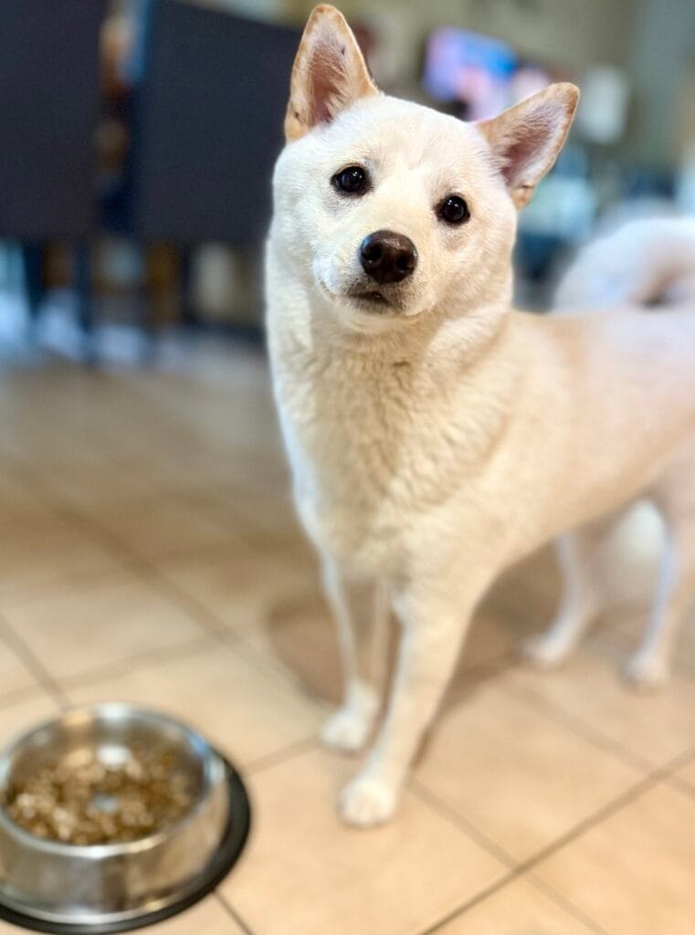 Picky Shiba Inu Eater