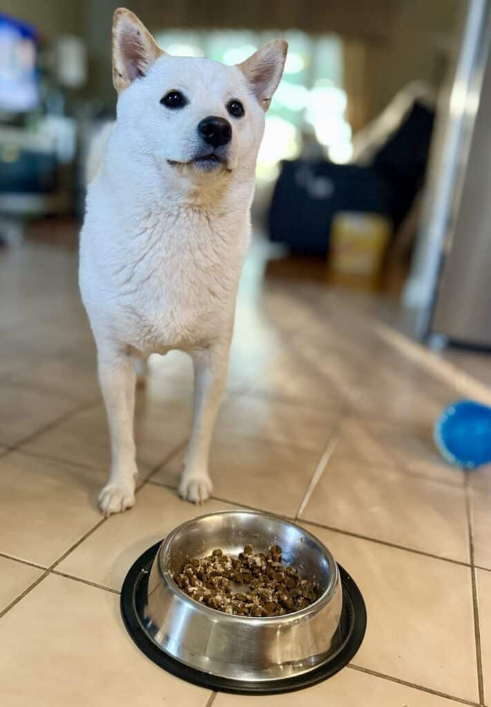 My Picky Shiba Inu Eater