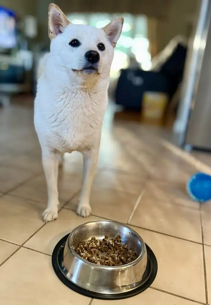My Picky Shiba Inu Eater
