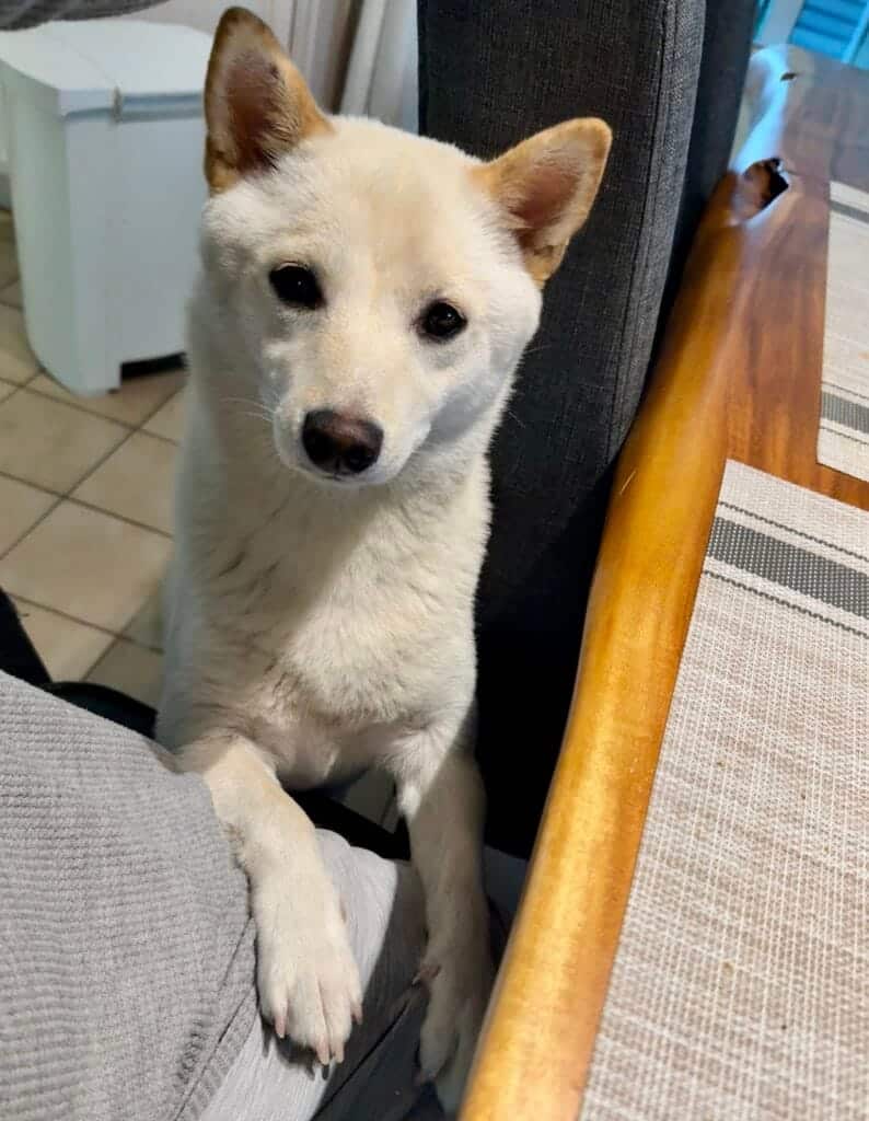 Picky Shiba Inu Eater