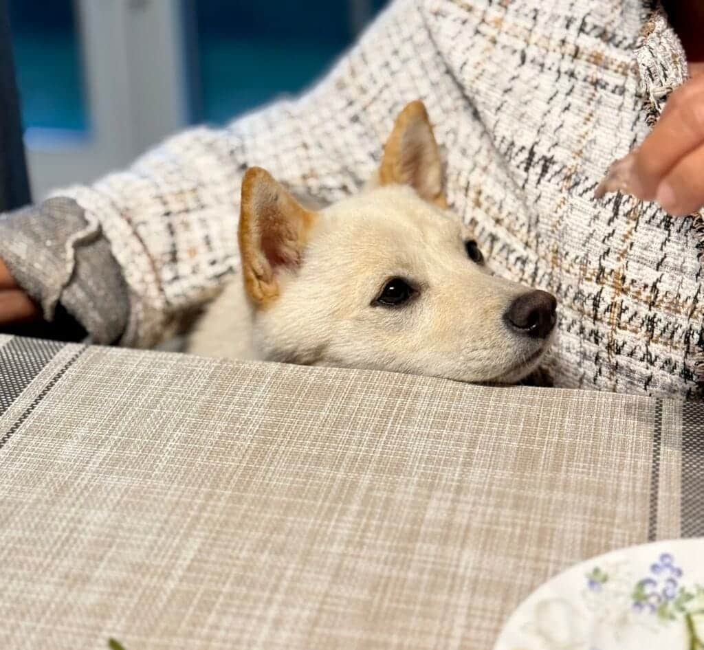 Picky Shiba Inu