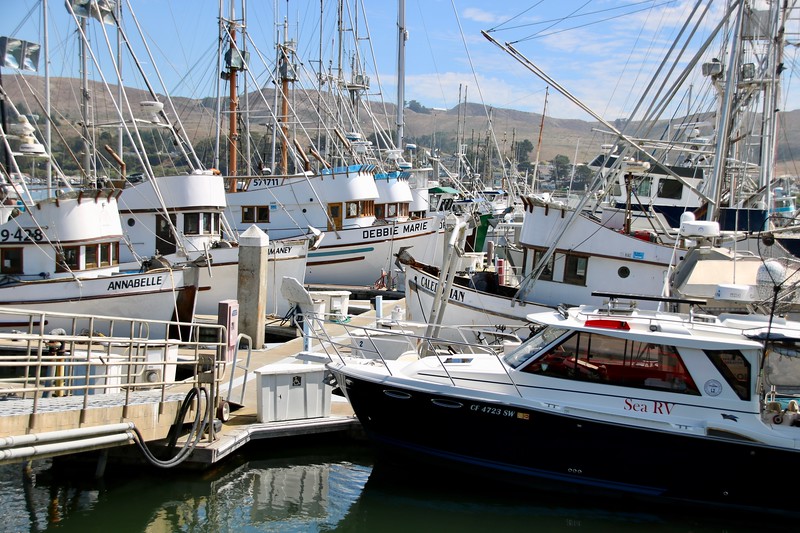 Marina, Bodega Bay