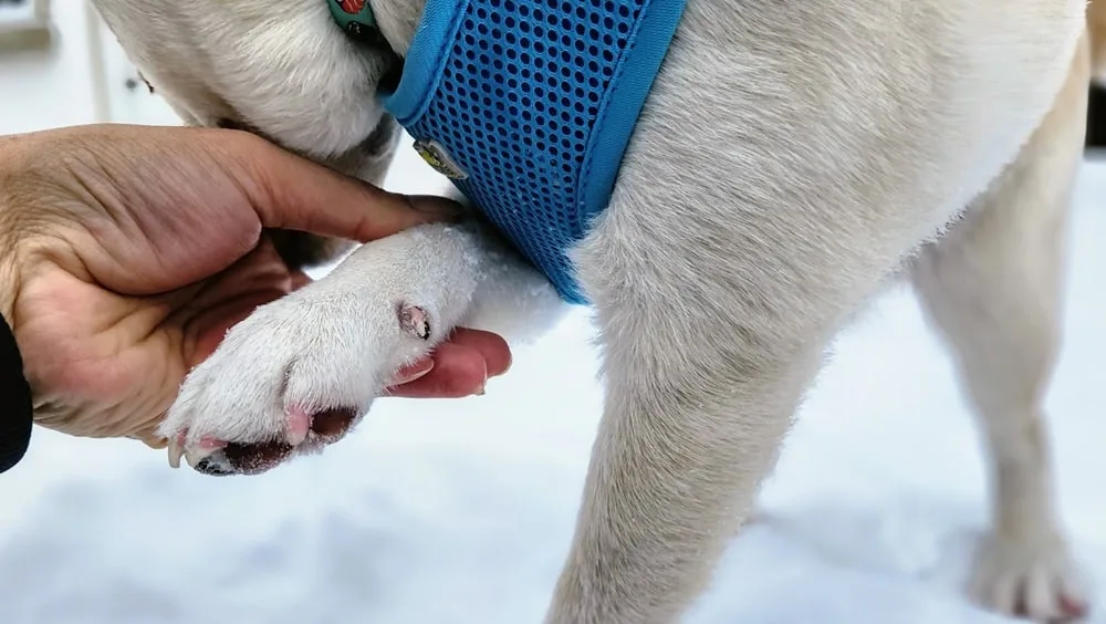 Close-up of a dog's front leg paws snow dusted, shiba inu puppy paw protection
