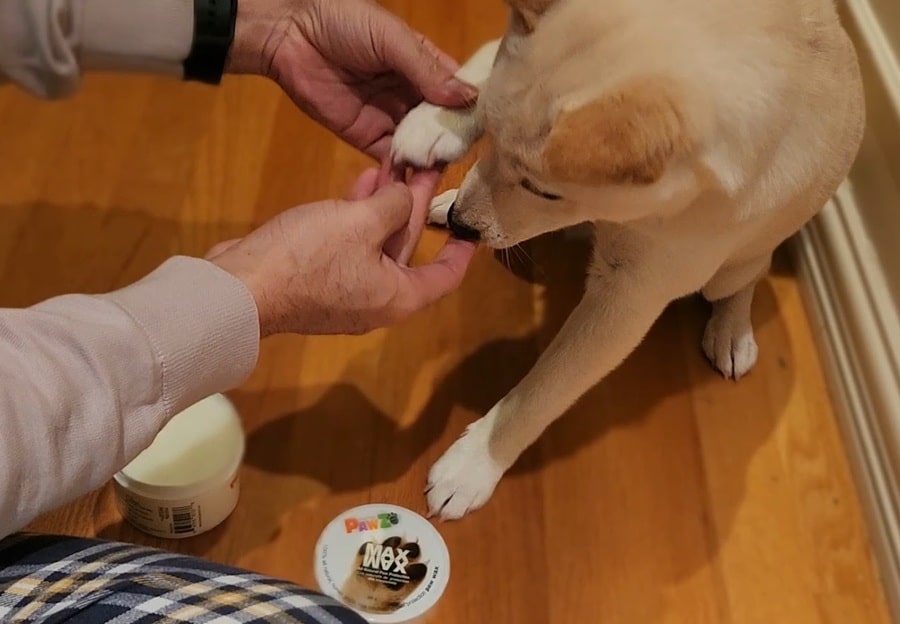 Cream Shiba Inu Puppy having paw wax applied by the owner, how to care for a Shiba Inu puppy