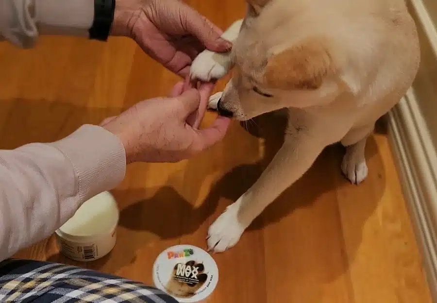 Cream Shiba Inu Puppy having paw wax applied by the owner