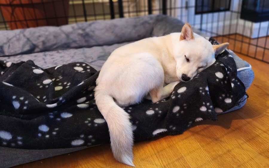 how to care for a Shiba Inu puppy
Cream Shiba Inu Puppy lying comfortably in a gray dog bed