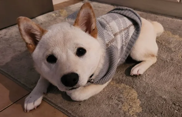how to care for a Shiba Inu puppy in winter, puppy wearing a gray and white checkered sweater, looking cozy and relaxed
