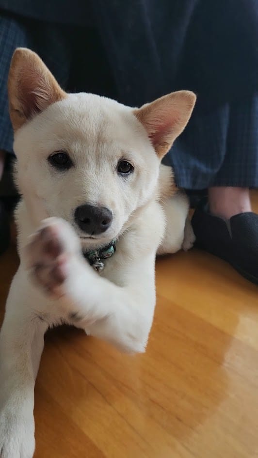 Cream Shiba Inu Puppy lying on a wooden floor, extending one paw forward while looking relaxed and calm