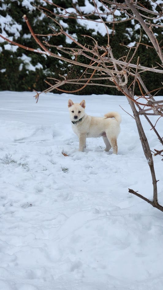 Cream Shiba Inu Puppy standing in snow, looking at the camera