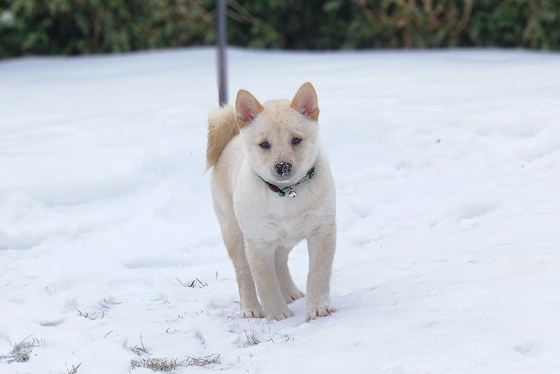 Cream Shiba Inu Puppy standing in snow, nose dusted with snow
how to care for a Shiba Inu puppy