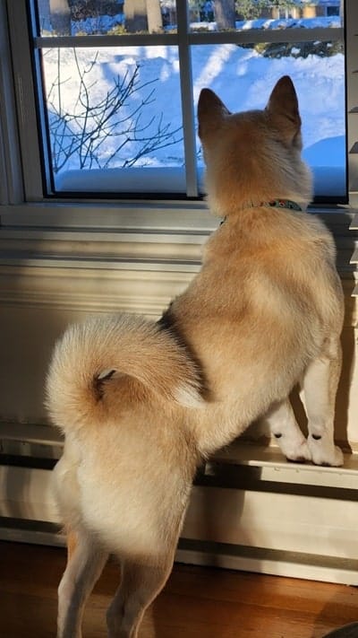 Cream Shiba Inu Puppy standing on its hind legs, looking out of a window with curiosity at a snowy landscape outside how to care for a Shiba Inu puppy in winter