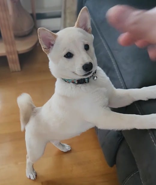 Cream Shiba Inu Puppy standing on its hind legs with front paws resting looking curious and attentive