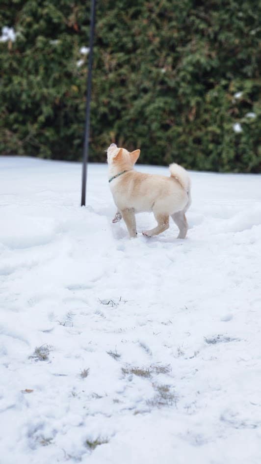 Cream Shiba Inu Puppy standing on snow, looking up with a curious expression