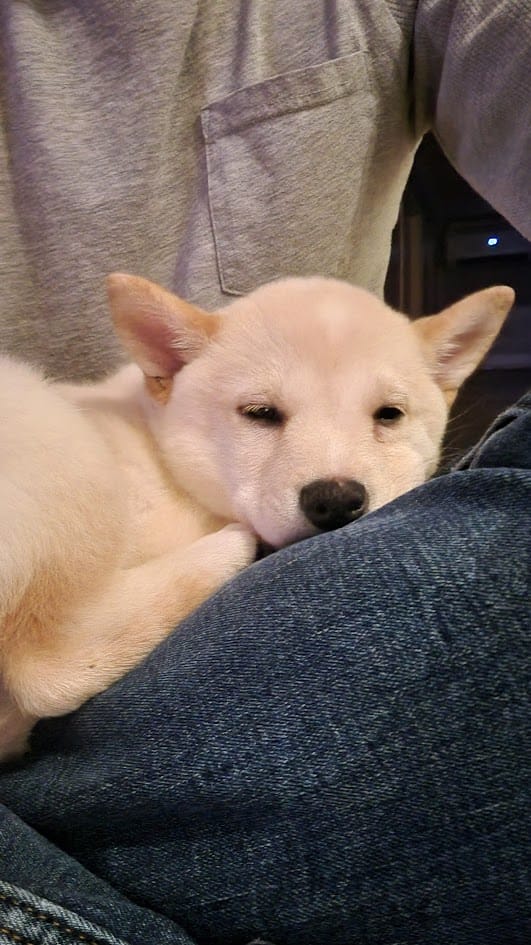 Cream Shiba Inu relaxing eyes closed.