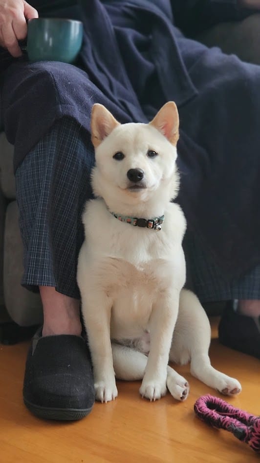 Cream Shiba Inu sitting on the floor next to his owner