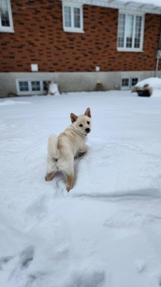 Cream Shiba Inu standing on snow, looking back at the camera