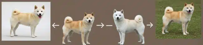 Cream vs. White Shiba Inu: How to Tell the Difference
