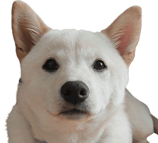 Emi Cream Shiba Inu puppy