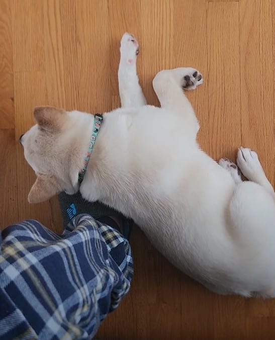 My White Shiba Inu dog puppy sleep on my feet