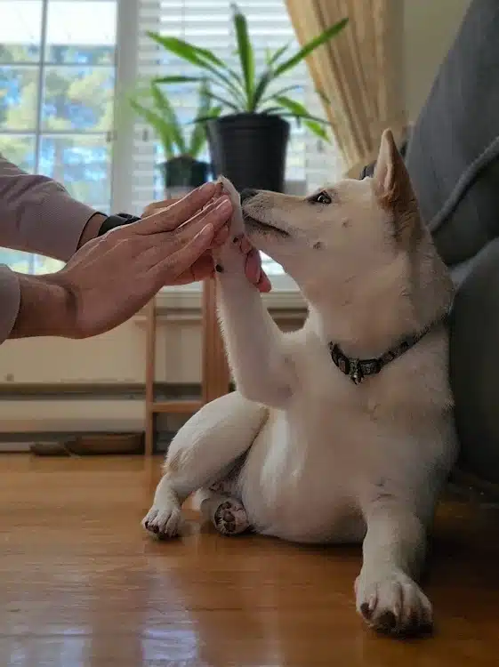 Owner applying balm on Shiba Inu's paws, shiba inu puppy paw protection