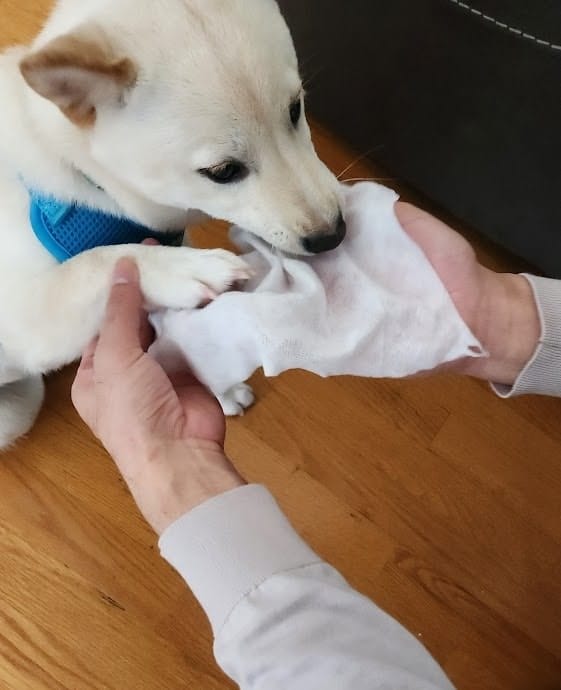 shiba inu puppy paw protection, cleaning shiba inu paws with wipes