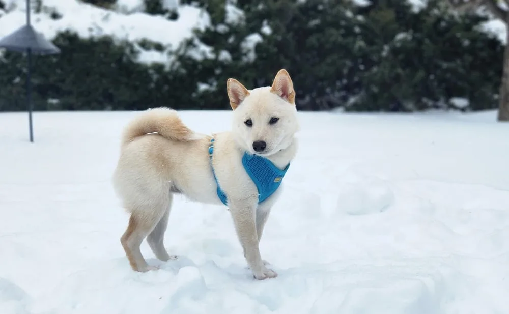 Shiba Inu, standing in the snow, wearing a blue harness and looking towards the camera, shiba inu puppy paw protection