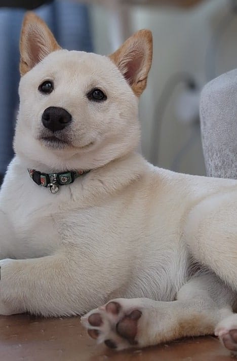 how to care for a Shiba Inu coat in winter