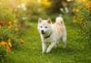 Understanding Shiba Inu Puppy Behavior Cream Shiba Inu Puppy Behavior