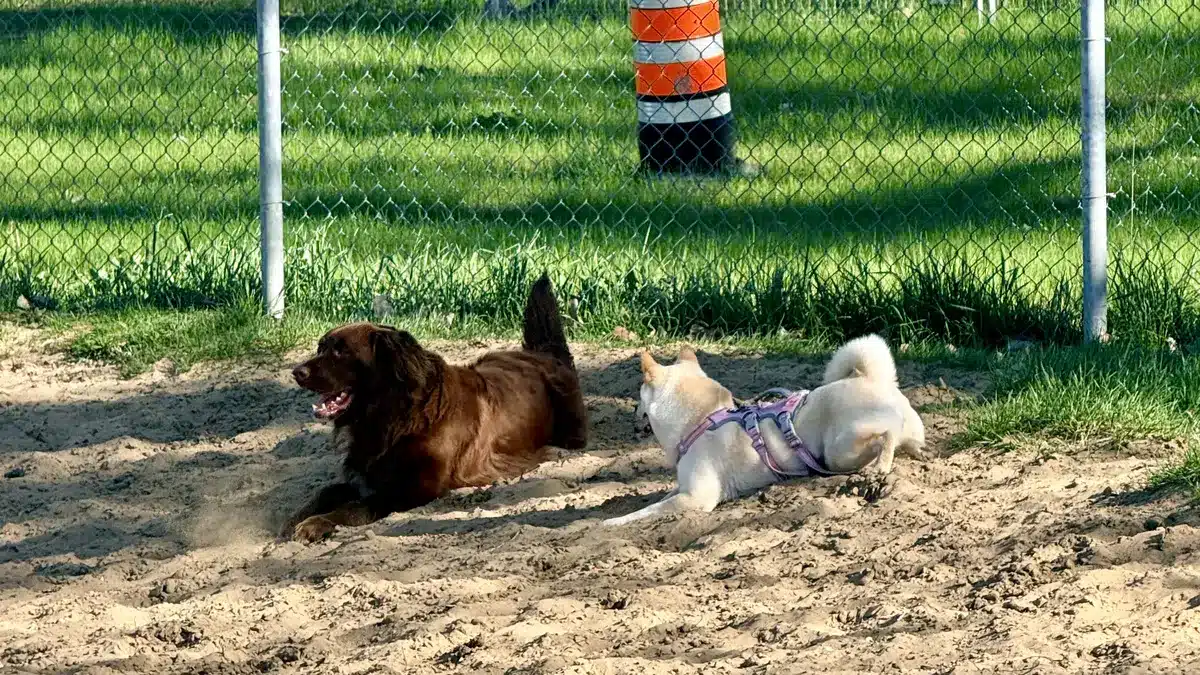 white shiba inu socializing at the dog park