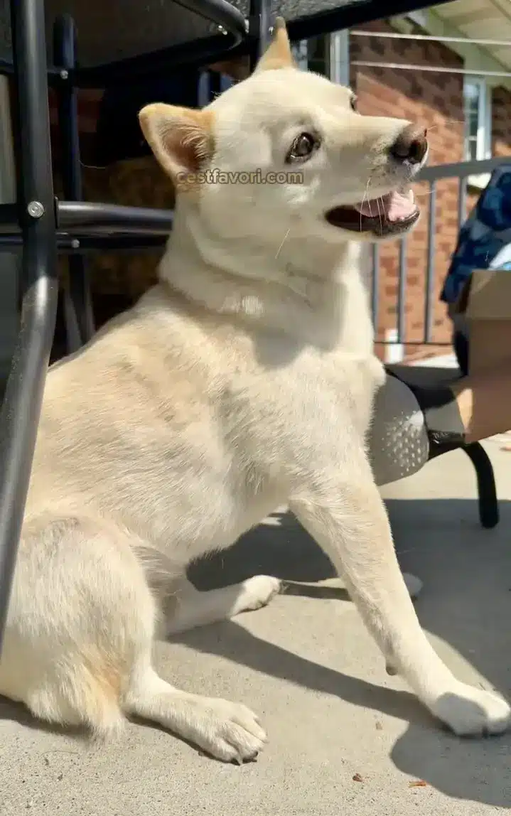 how to groom a stubborn shiba inu during shedding season