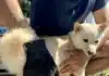 How to Groom a Stubborn Shiba Inu During Shedding Season: Our Deshedding Glove Adventure With Émi