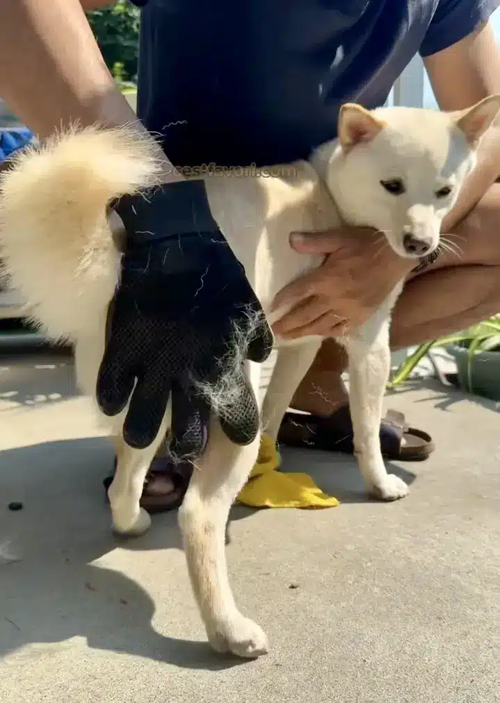 how to groom a stubborn shiba inu during shedding season