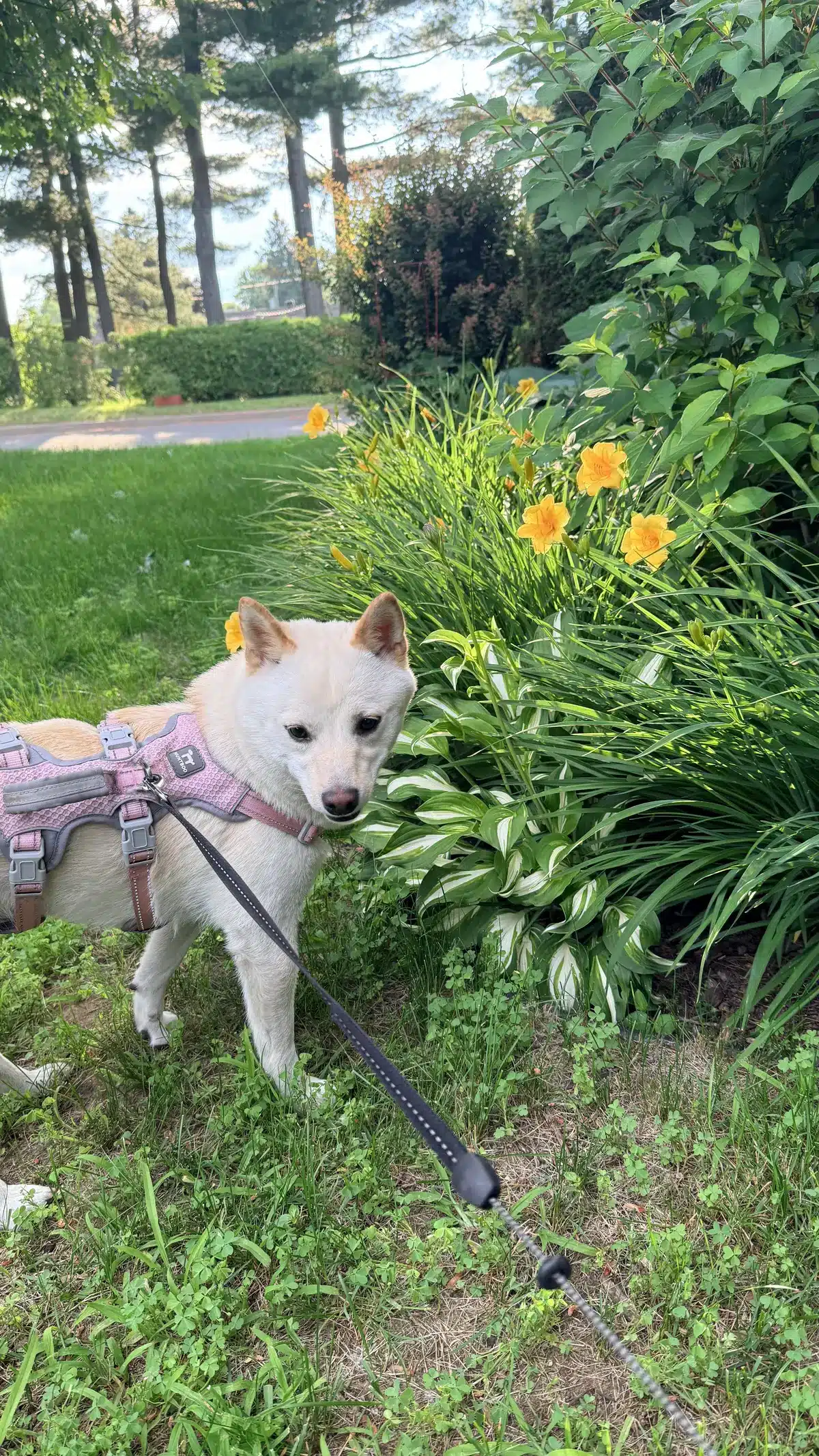 independent shiba inu stubborn behavior on walks
