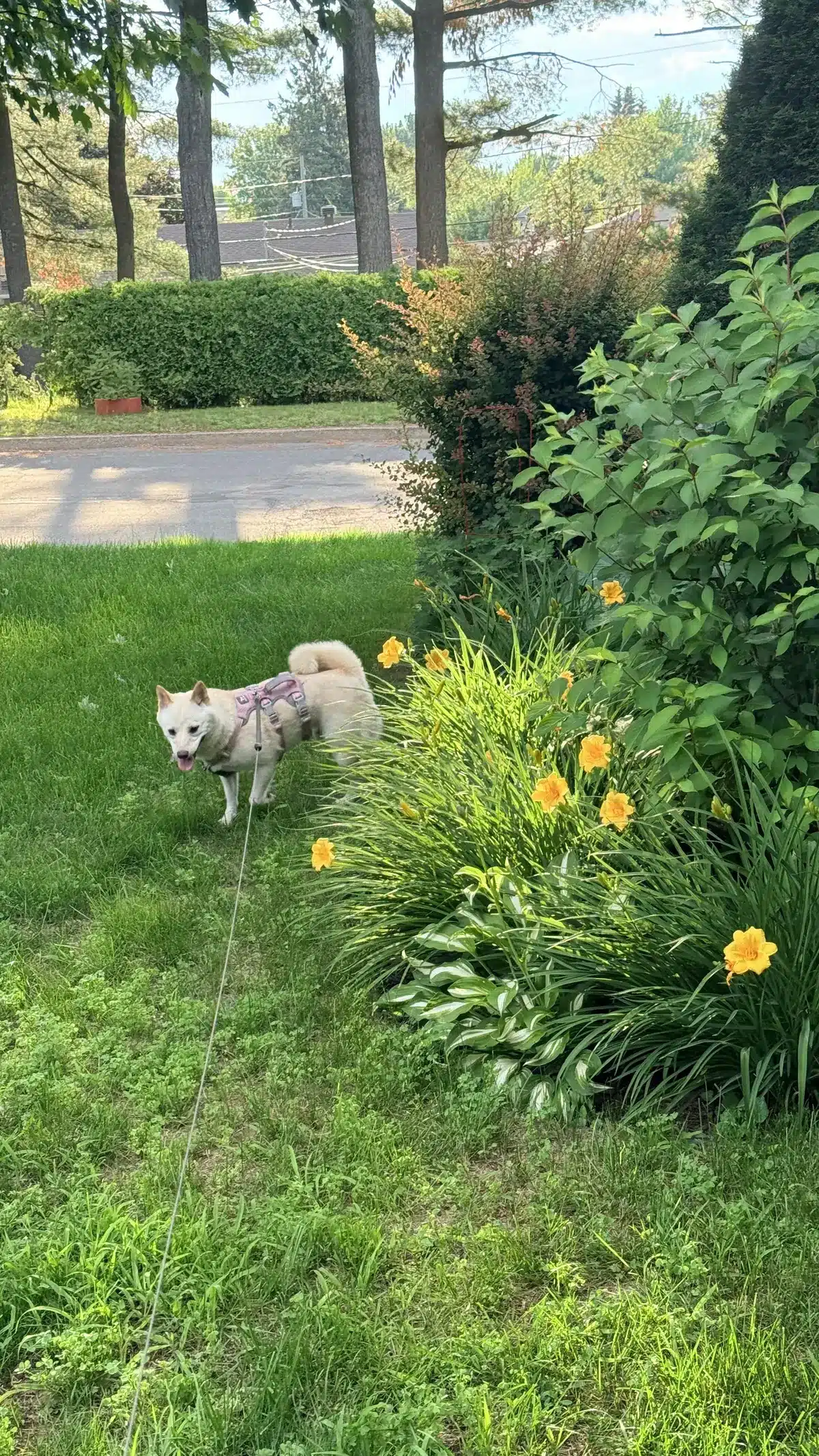 independent shiba inu stubborn behavior on walks