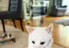 White Shiba Inu Giving Paw for Treats: How Émi Turns Simple Moments into Heartwarming Connection