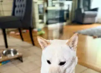 White Shiba Inu Giving Paw for Treats: How Émi Turns Simple Moments into Heartwarming Connection