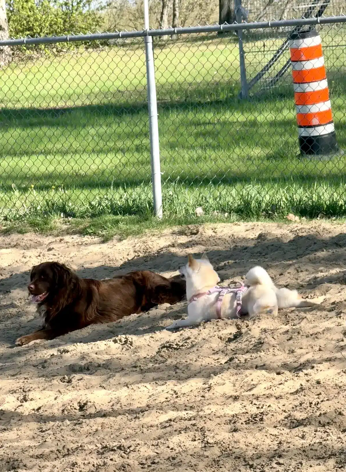 white shiba inu socializing at the dog park