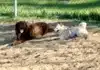 White Shiba Inu Socializing at the Dog Park: Reading Émi’s Body Language with Big Dogs