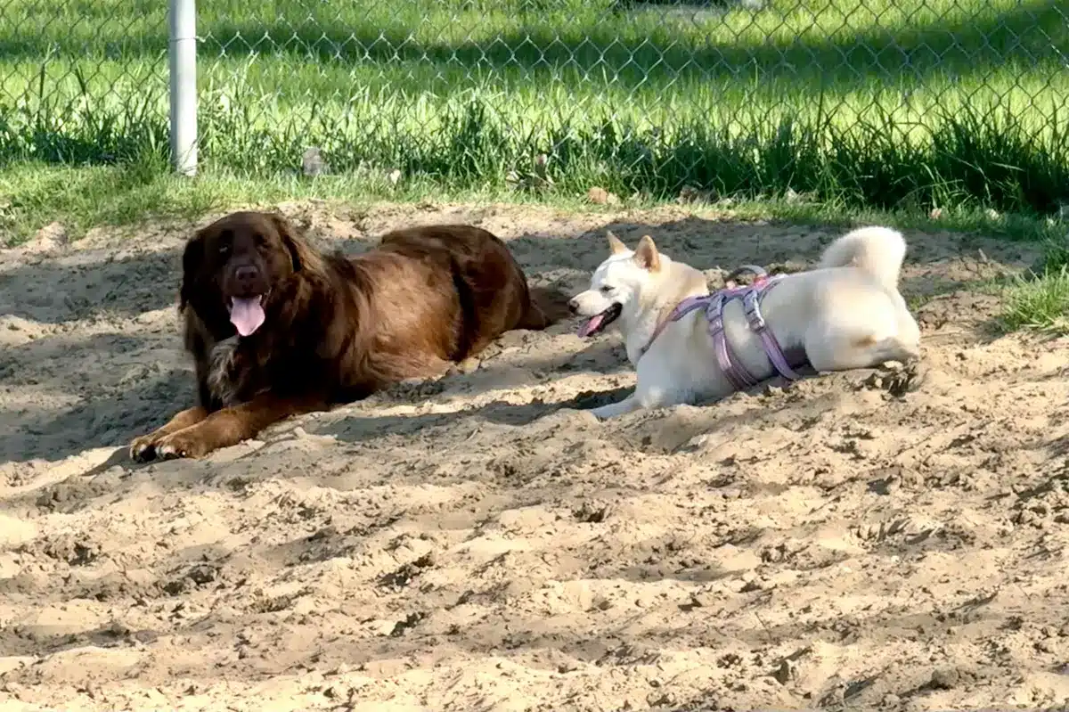 white shiba inu socializing at the dog park