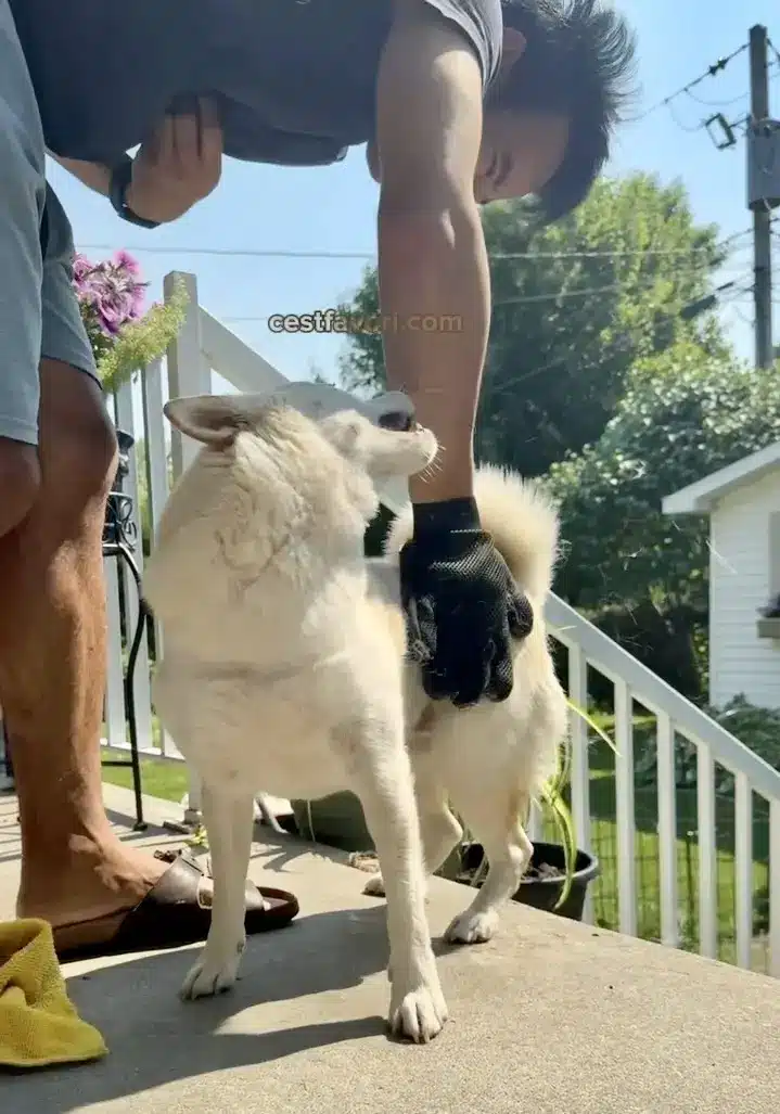 how to groom a stubborn shiba inu during shedding season